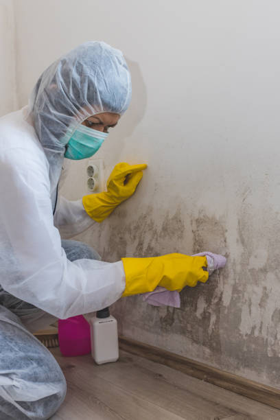 Best Mold Prevention Services  in Charleston, MO