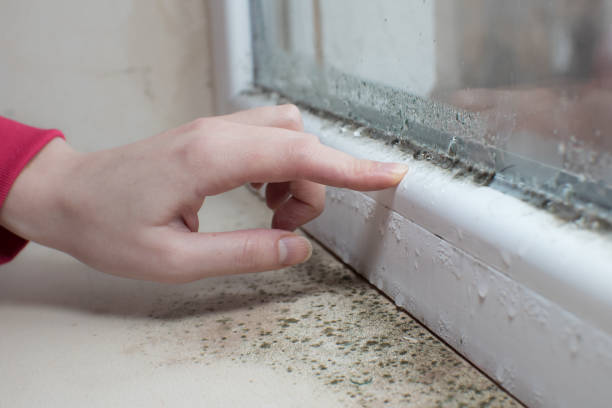 Best Mold Documentation for Insurance Claims  in Charleston, MO